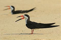 Black Skimmer